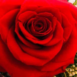 Meet your Posher, Pineda